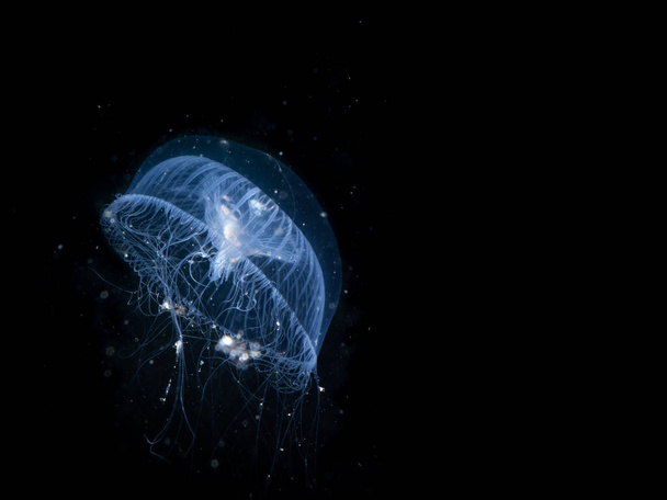 A closeup shot of a glowing blue aequorea victoria jellyfish in the black water - Фото, изображение