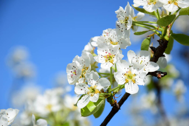 White pear blossoms in the sunlight in South Tyrol in spring - Foto, Imagen