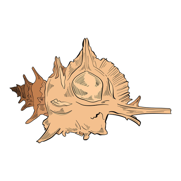 векторная иллюстрация красивой морской раковины - Вектор,изображение