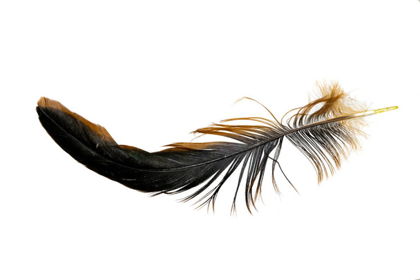 schwarze Federn eines Hahns auf weißem Hintergrund - Foto, Bild