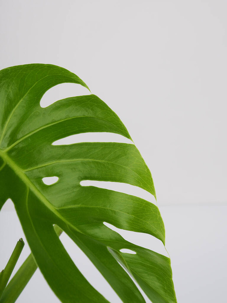 Green monstera leaves on a white background, copy space for text. - Photo, Image