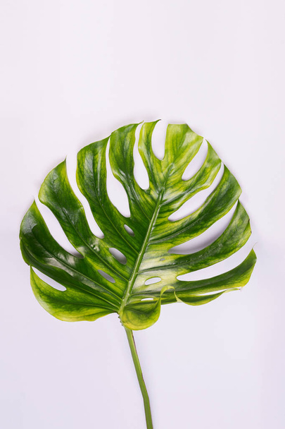 Big fresh Monstera leaf, Swiss cheese plant tropical against light gray color background. Summer seasonal background - Foto, afbeelding
