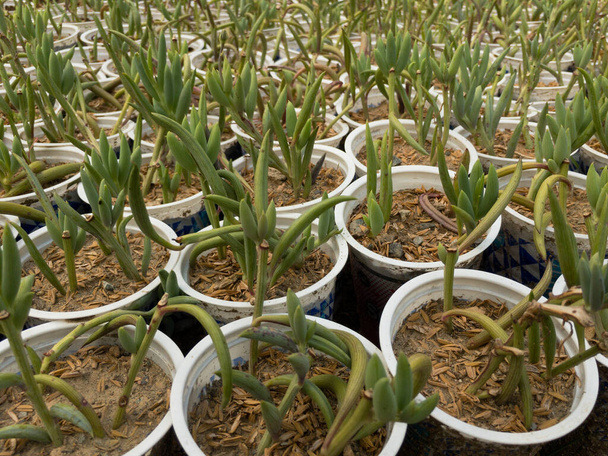 Senecio radicans succulents propagation in large quantity - Photo, Image