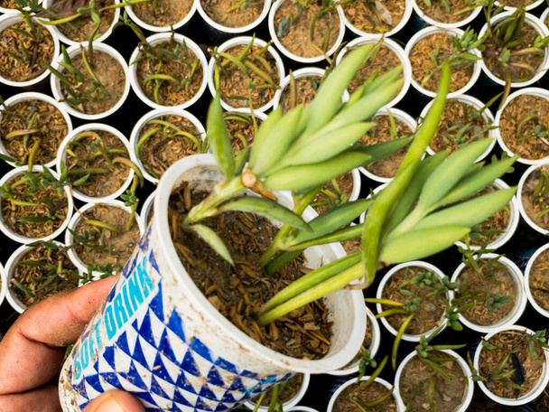 Senecio radicans succulents propagation close-up view - Фото, изображение