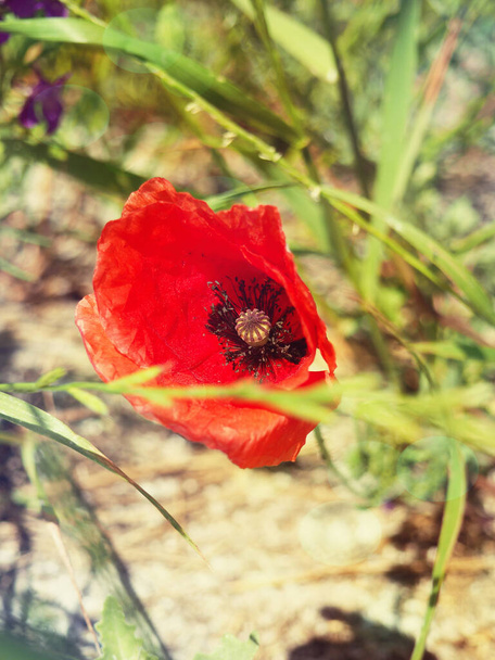 Una flor de amapola silvestre roja en un campo de cerca. - Foto, imagen