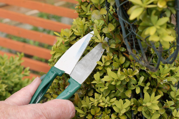 Corte de um arbusto ornamental com tesouras ou cortadores de topiaria - Foto, Imagem