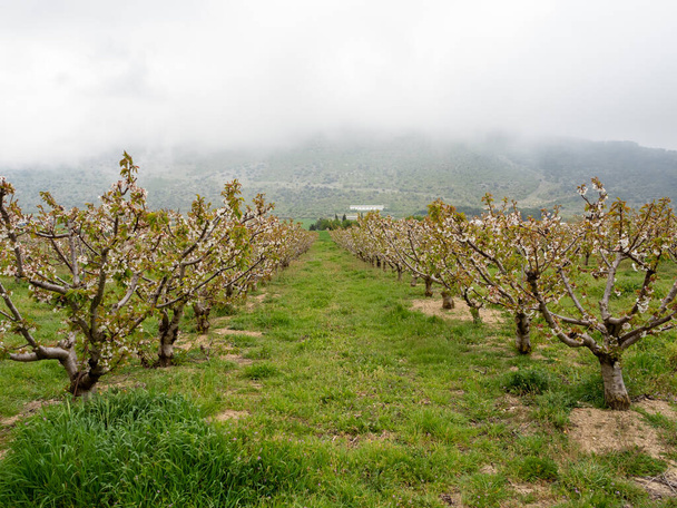 Landscape of fields with cherry trees in flowering time during spring in the town of Alfarnate in Malaga - Fotó, kép