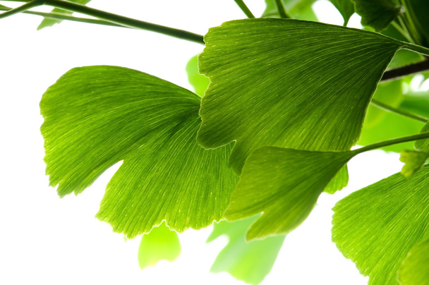 Зеленый лист гинкго билоба выделен на белом фоне
 - Фото, изображение