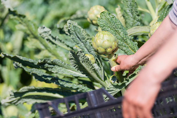 Close up ripe artichoke being grabbed by a female hand - Photo, Image