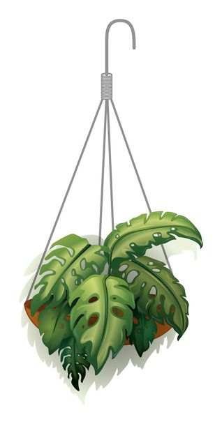 eine hängende Pflanze - Vektor, Bild