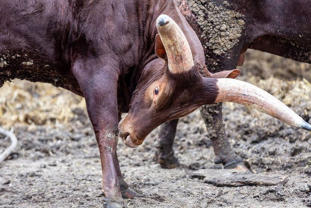 taureau watussi incliné sa tête avec de grandes cornes - Photo, image