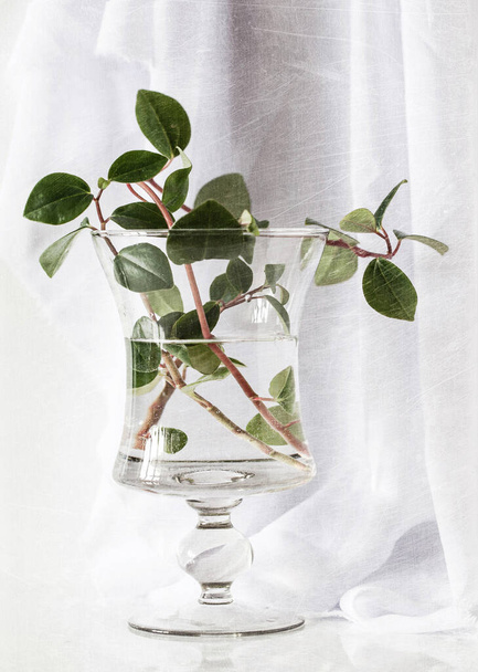 Photo still life of a glass vase with twigs of a climbing plant on a background of white drapery - Photo, image