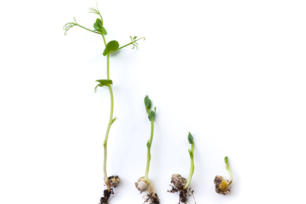 stadium wzrostu roślin grochu, leżących płasko, izolowanych na białym - Zdjęcie, obraz