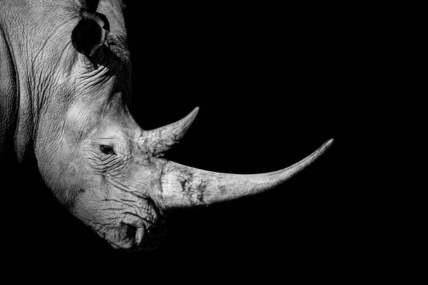 Носорог, животное млекопитающее Носорог, изолирован  - Фото, изображение