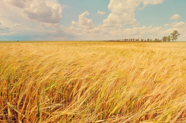 Um campo de trigo, colheita fresca de trigo
 - Foto, Imagem