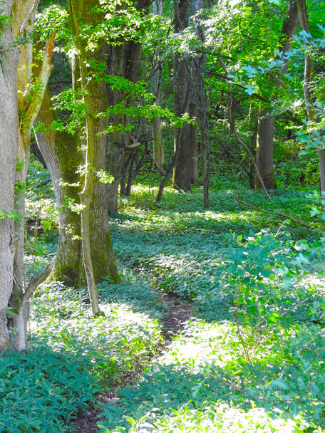 Narrow path in the woods - Zdjęcie, obraz