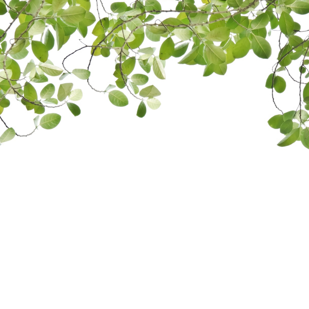 зеленый лист, выделенный на белый  - Фото, изображение