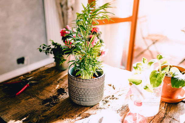 Mała roślina Kenzia (Kentia) na rustykalnym drewnianym stole z różnymi akcesoriami, roślinami i sadzonkami, ogrodnictwo domowe, naturalne światło - Zdjęcie, obraz