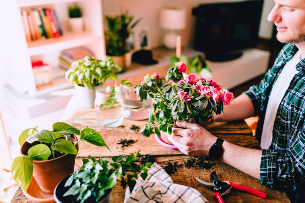 Young man while caring for pink Azalea flowers on rustic wooden table with various accessories, plants and cuttings, home gardening, natural light - Foto, imagen