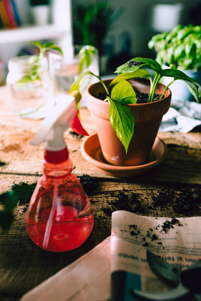 Potos verde (Epipremnum aureum) pianta su tavolo in legno rustico con vari articoli per giardinaggio domestico e terreno dopo rinvaso, luce naturale - Foto, immagini