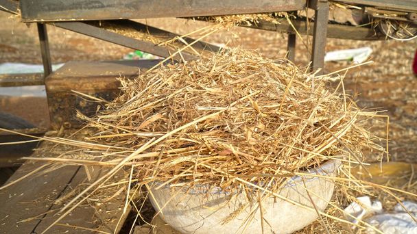 Montón de montones de paja de cebada sosteniendo en una cesta de plástico en un campo agrícola. - Foto, Imagen