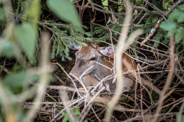 Deer hide under trees in High Tatras, Slovakia - Photo, Image