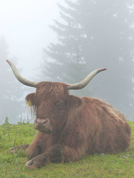 Highland cattle in Bavarian mountains, Germany in wintertime - Zdjęcie, obraz