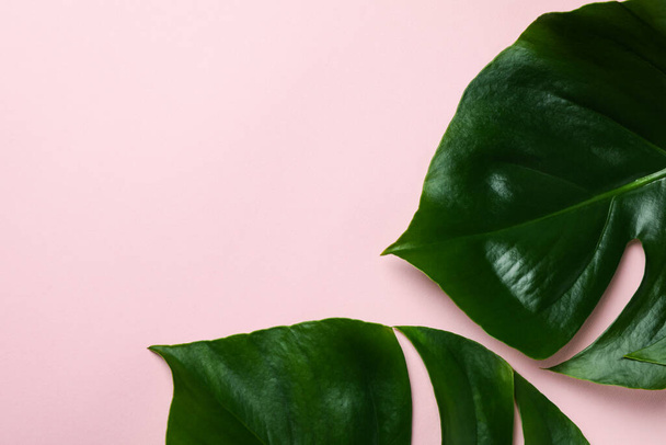 Folhas de palma sobre fundo rosa, espaço para texto - Foto, Imagem