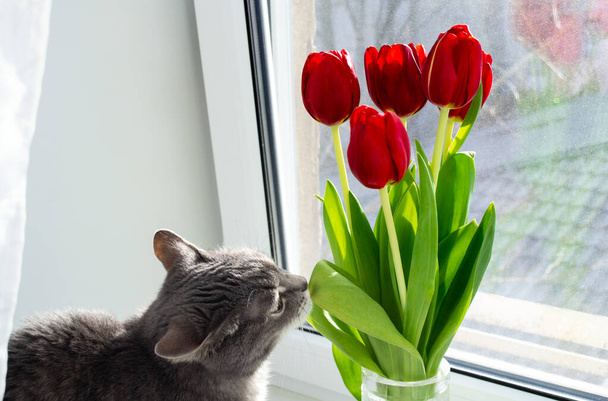Un gatto grigio siede sul davanzale della finestra e annusa una foglia da un mazzo di tulipani rossi. - Foto, immagini