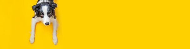 Een spandoek. Grappig portret van schattige glimlachende puppy rand collie geïsoleerd op gele achtergrond. Nieuw mooi lid van de familie kleine hond staren en wachten op beloning. Dierenverzorging en dierenwelzijn - Foto, afbeelding