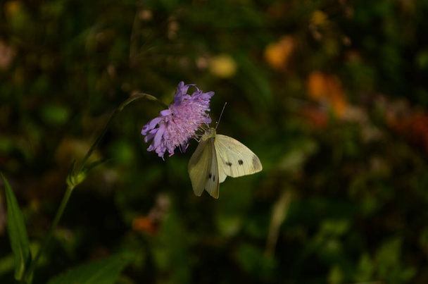 Mariposa blanca Pieris brassicae sobre flor rosa - Foto, imagen