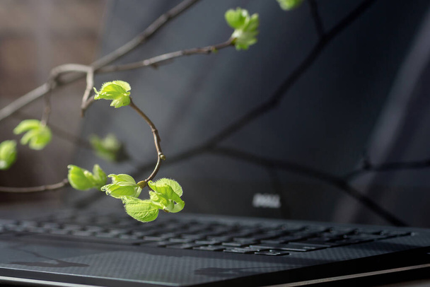 Eine Nahaufnahme eines ausgeschalteten Laptops, ein Zweig mit grünen Blättern in der Sonne - Foto, Bild