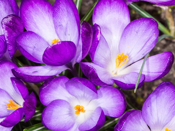 flores de croco roxo
 - Foto, Imagem
