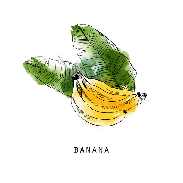Illustrazione dello schizzo vettoriale acquerello delle banane - Vettoriali, immagini