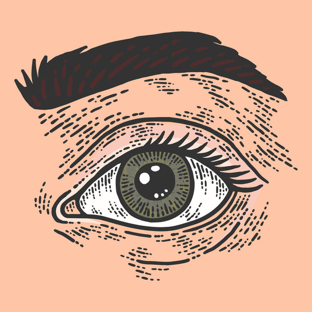 Human eye and eyebrow. Sketch scratch board imitation color. - Фото, изображение