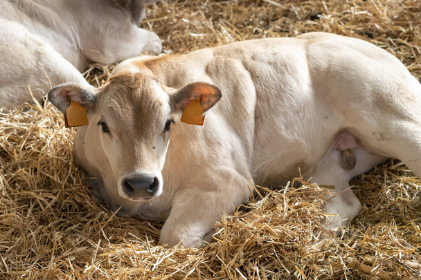 White Fassona piedmontese breed cows in the stable - Φωτογραφία, εικόνα