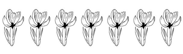 Horizontal border of spring crocus flowers. Vector frieze of spring flowers, drawn by hand. Crocuses are isolated on a white background - Vector, Image