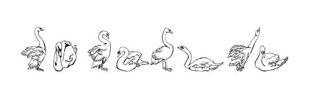 Conjunto vetorial de silhuetas de cisnes em diferentes poses. isolado sobre um fundo branco. Coleção de ícones lineares Swans. Ilustração vetorial em estilo esboço. pássaros decorativos. desenhado à mão - Vetor, Imagem
