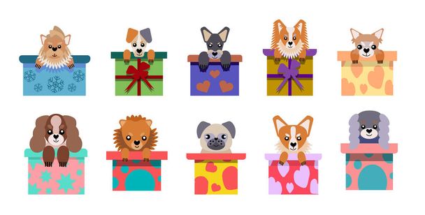 Um conjunto de ícones vetoriais de retratos de cães pequenos espreitando para fora da caixa, desenhado em um estilo plano. Ilustração vetorial em estilo cartoon. Um cão de brincar. Um cachorrinho como presente. - Vetor, Imagem