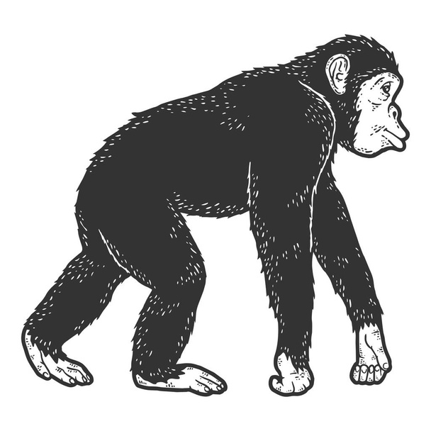 チンパンジーの動物。スケッチスクラッチボードの模倣。黒と白. - ベクター画像