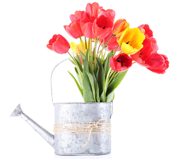 Colorful tulips in watering can isolated on white - Foto, Imagen