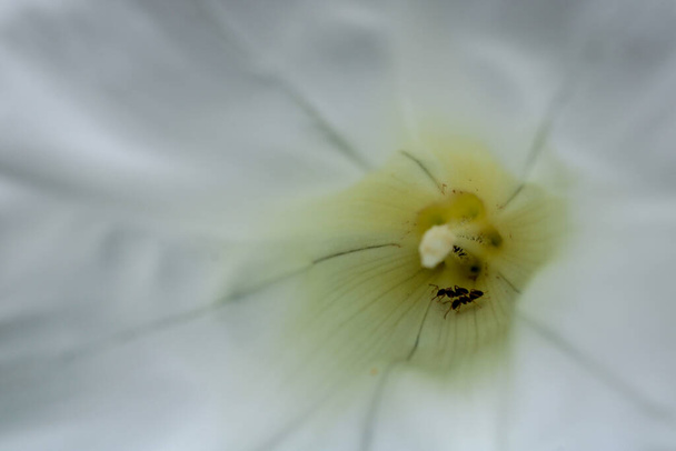 Фото муравьёв в естественном белом цветке ночи славы - Фото, изображение