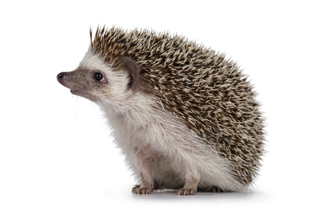Adult male Four toed Hedgehog aka Atelerix albiventris. Sitting side ways, looking curiously up. Isolated on a white background. - Photo, Image