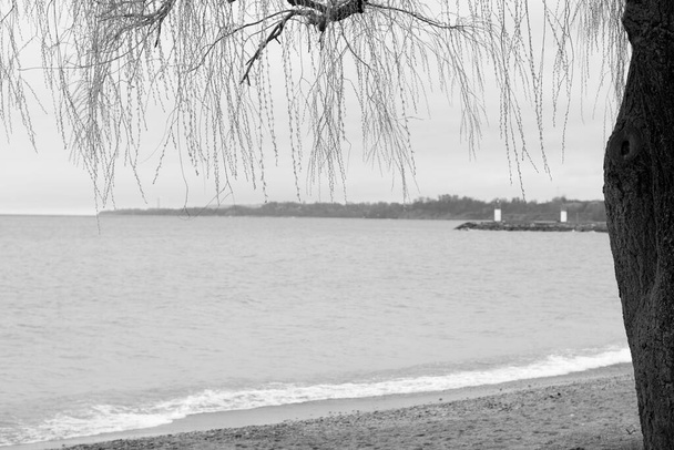 Mono vista in bianco e nero del lago Ontario, onde, faro e albero in una giornata nuvolosa - Foto, immagini