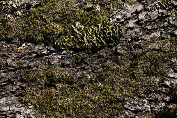 Textura de corteza de árbol con musgo verde suave de cerca. Fondo forestal minimalista para diseño o publicidad. - Foto, imagen
