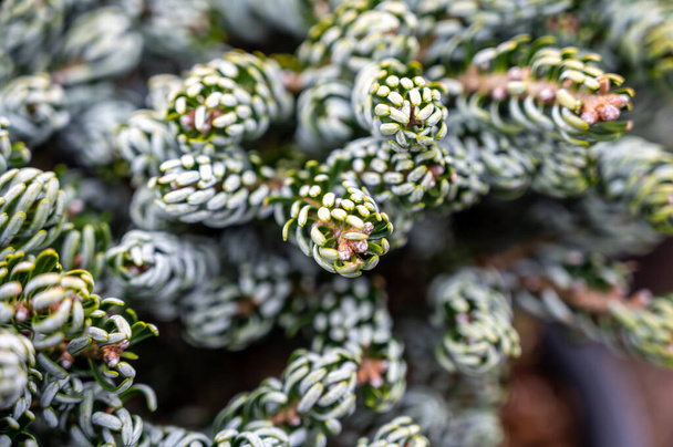 Botanical collection, young coniferous tree Abies koreana close up - Photo, Image