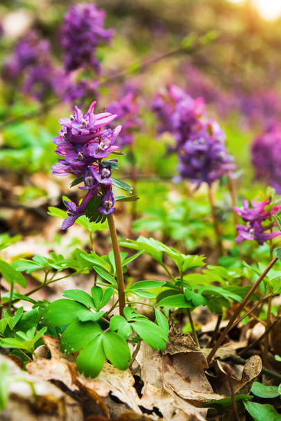 Corydalis solida фиолетовые цветы полые в дикой природе, как правило, цветет весной в парках и лесах - Фото, изображение