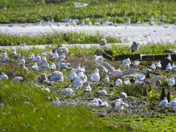 Skupina ptáků na bažinaté půdě a mělké vodě - Fotografie, Obrázek