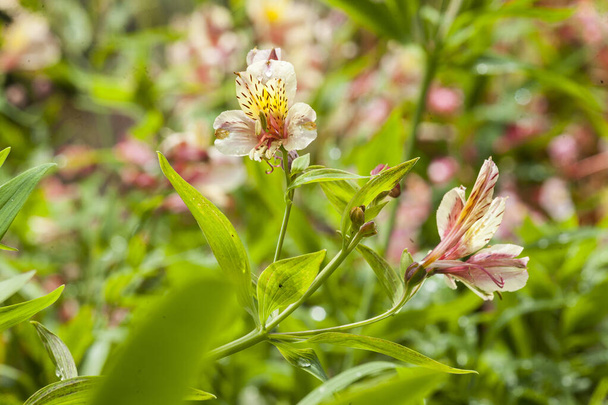 Alstroemeria - Hermosa flor también conocida como astromelia o lirio de Perú. - Foto, imagen