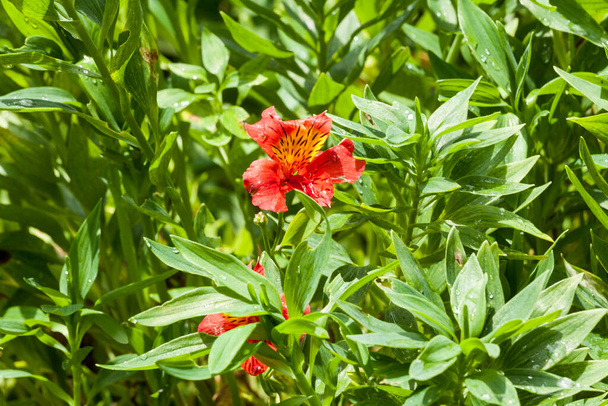 Alstroemeria - Hermosa flor también conocida como astromelia o lirio de Perú. - Foto, imagen
